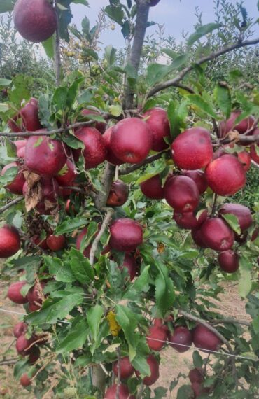 Apple Picking