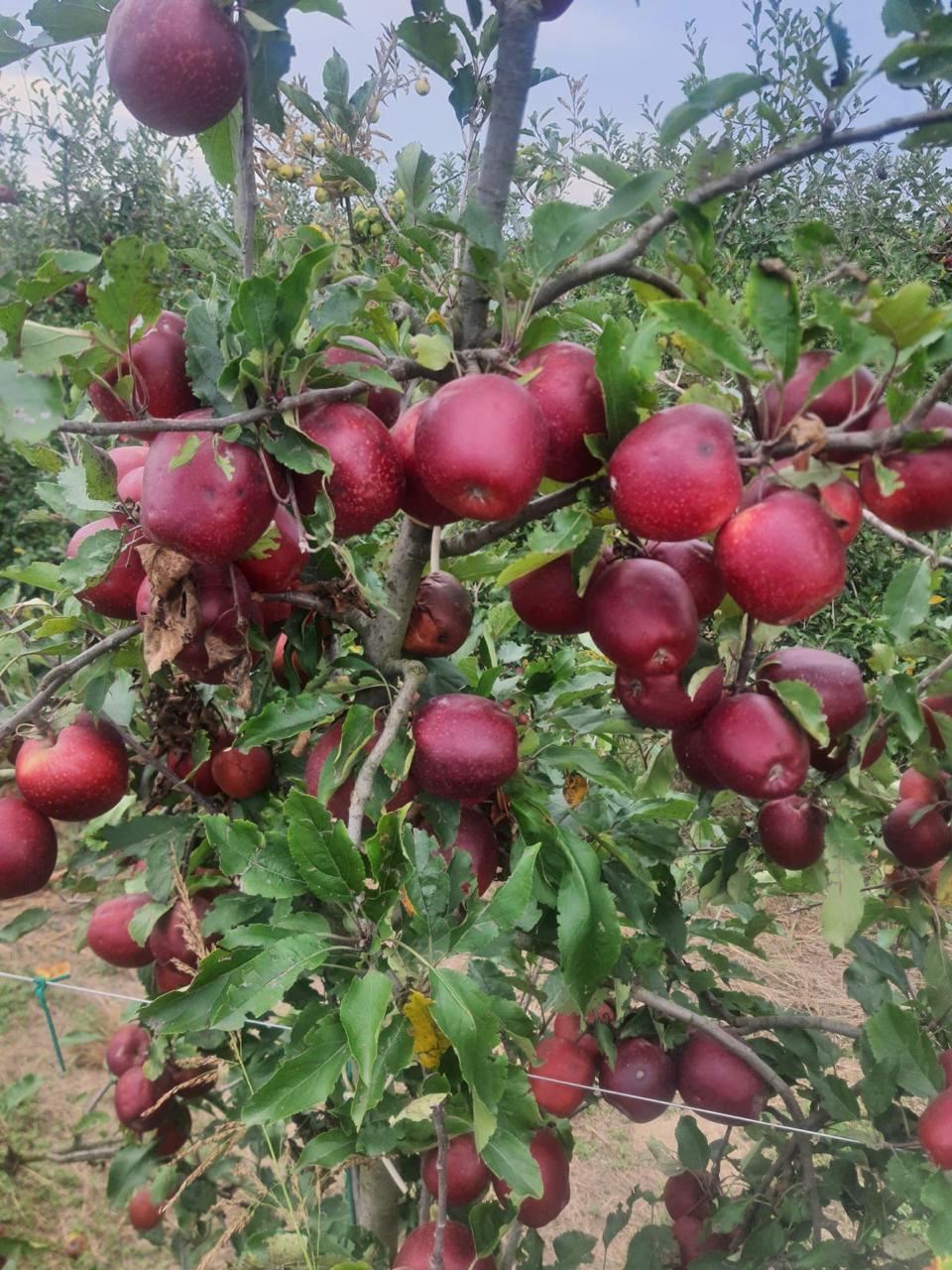 Apple Picking