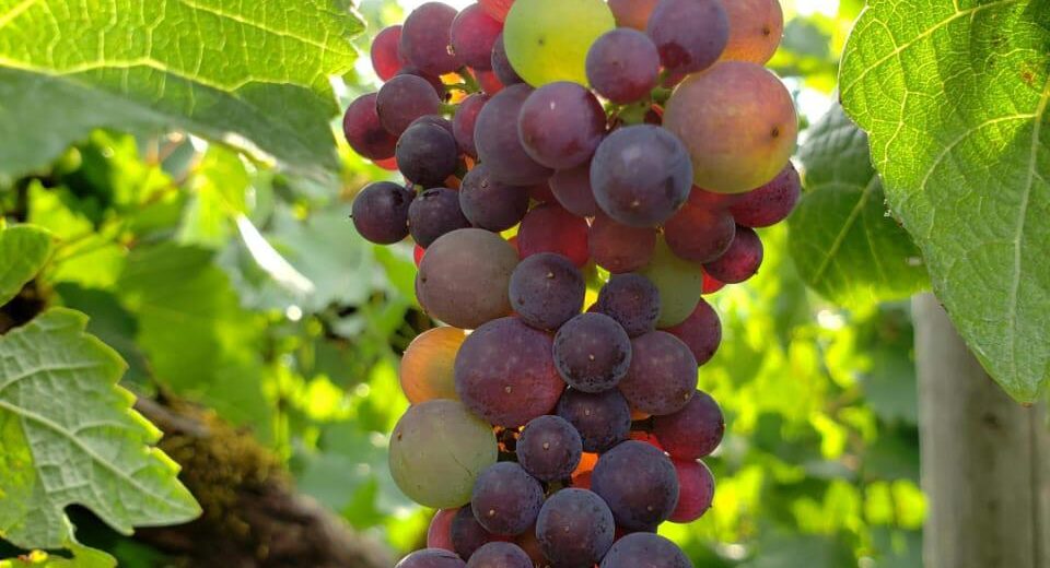 Grapes Picking