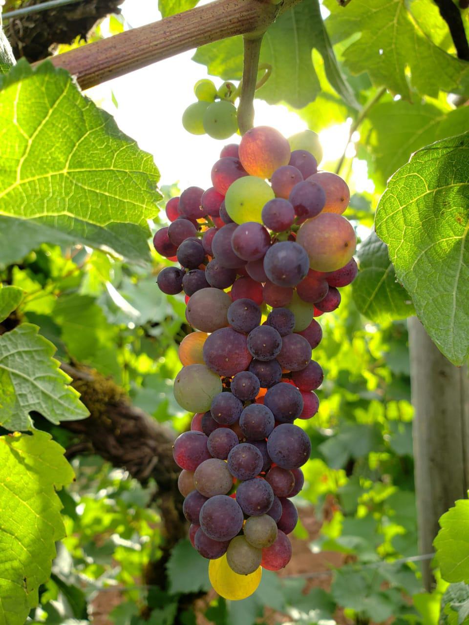 Grapes Picking