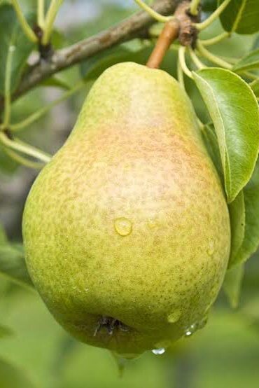 Pear