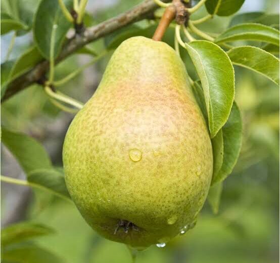 Pear