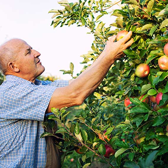 Fruit Picking