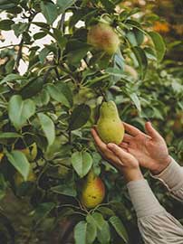 Pear Picking